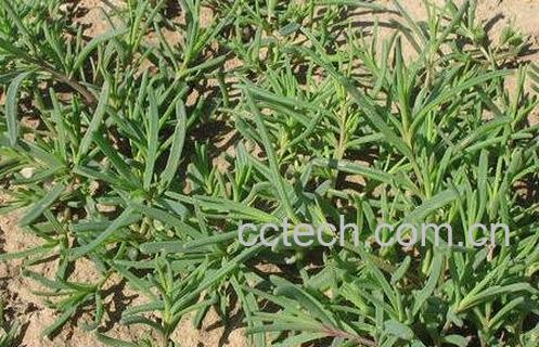 黄西菜的营养价值与功效-1