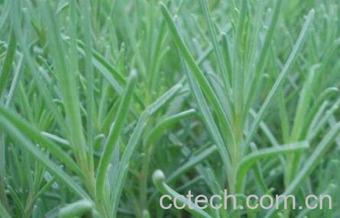 黄西菜的营养价值与功效-0