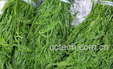 云龙菜的功效与作用-1