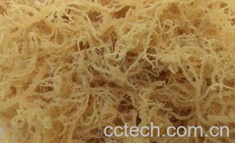 龙须藻的营养成分和营养价值-0