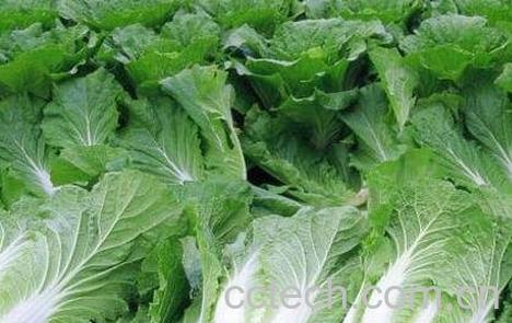 白菜的营养价值有哪些-0