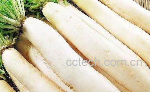 孕妇能吃白萝卜吗-1