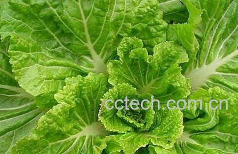 白菜的营养价值有哪些-1