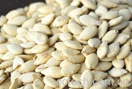 冬瓜子的功效与作用及食用方法-0