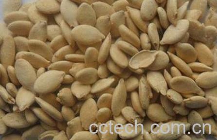 冬瓜子的功效与作用及食用方法-1