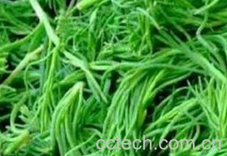 皇席菜的功效与作用-0