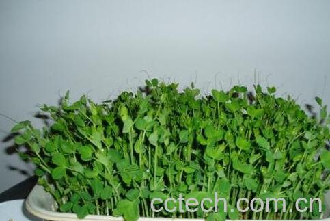 苗芽菜种植方法-0