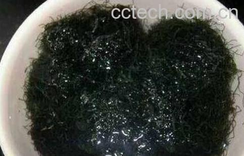 海发菜和发菜的区别-1