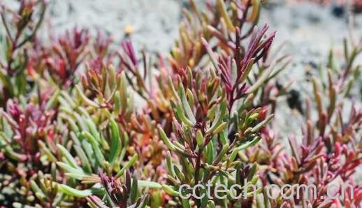 鹿角菜和珊瑚草的区别-1