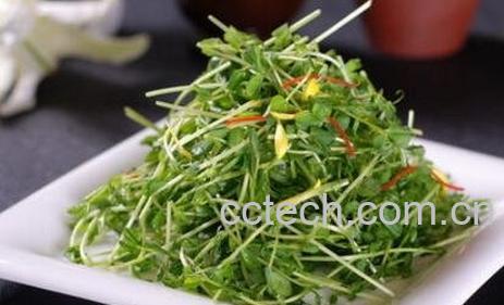豌豆苗的营养价值与功效-1