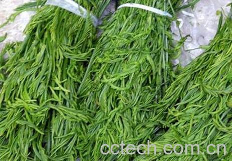 蕨菜和云龙菜的区别-1