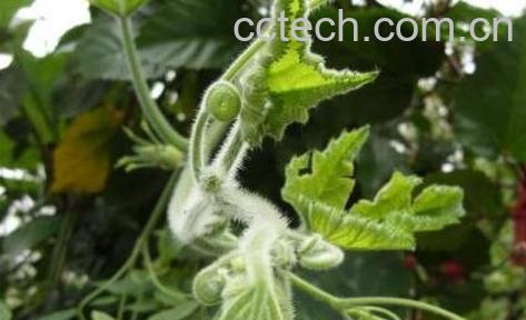 南瓜蔓泡水喝的副作用-0