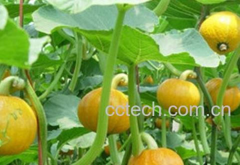 南瓜蔓泡水喝的副作用-1