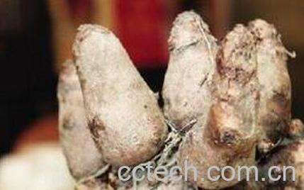 鸡爪芋的功效与作用 鸡爪芋的营养价值-0