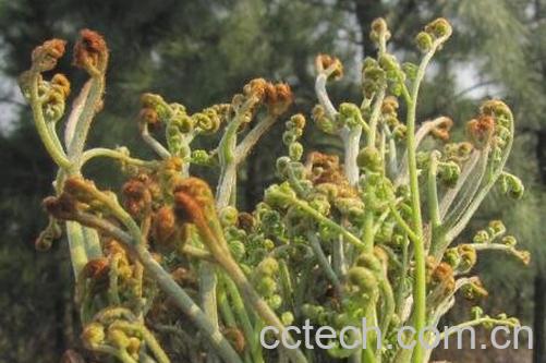 蕨菜的功效与作用及食用方法-1