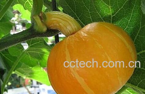 甜栗南瓜有什么营养 甜栗南瓜的营养价值介绍-0