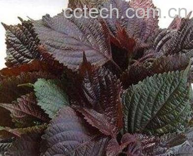 紫苏叶不能和什么一起吃-0