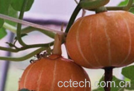 甜栗南瓜怎么做好吃-1