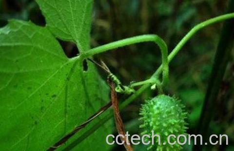 野黄瓜的吃法-1