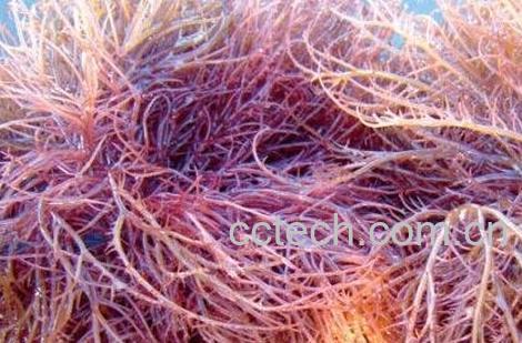 江蓠的功效与作用-0