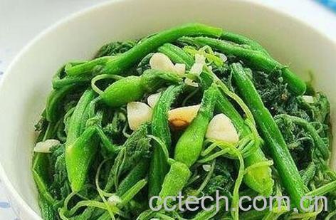 南瓜藤的功效与副作用-1