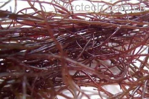 江蓠的功效与作用-1