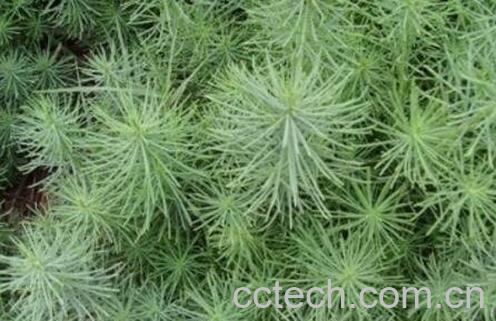 盐篷菜和海篷菜的区别-0