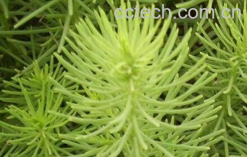 盐篷菜和海篷菜的区别-1