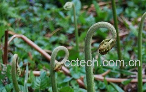 蕨菜图片 蕨菜的种植技术-1