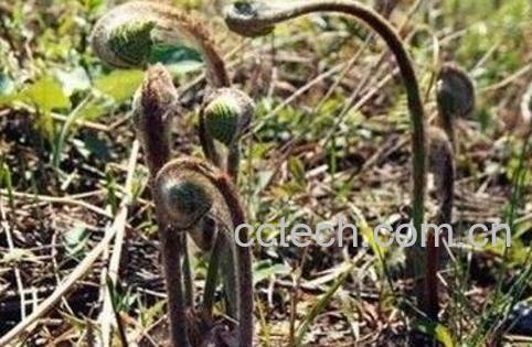 蕨菜图片 蕨菜的种植技术-0