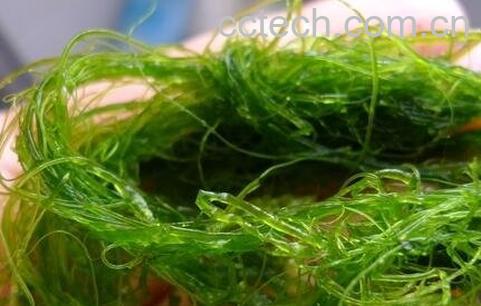 海发菜的功效与作用及营养价值-0