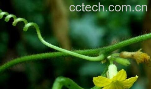 野黄瓜的功效与作用-0