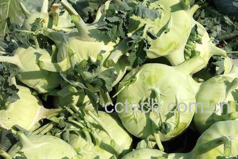 苤蓝的营养价值与功效作用-0