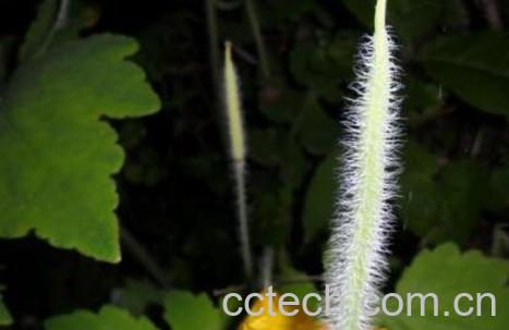 野黄瓜的功效与作用-1