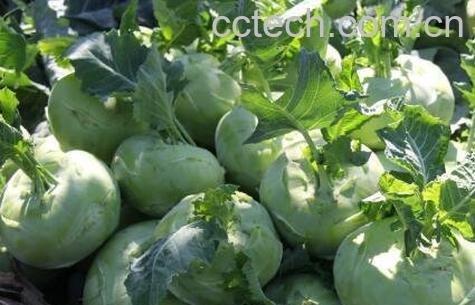 苤蓝的营养价值与功效作用-1