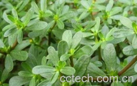  长寿菜是什么菜 长寿菜的功效与作用-1