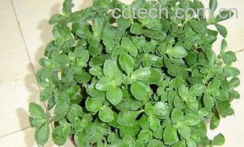 救心菜的种植方法-0