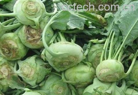 苤蓝和芥菜头的区别-0