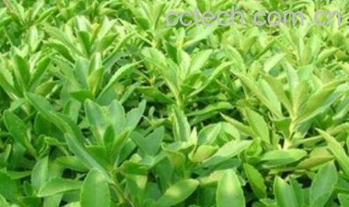 救心菜的种植方法-1