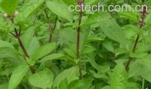 九层塔的功效与副作用-0