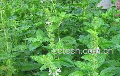 九层塔的功效与副作用-1