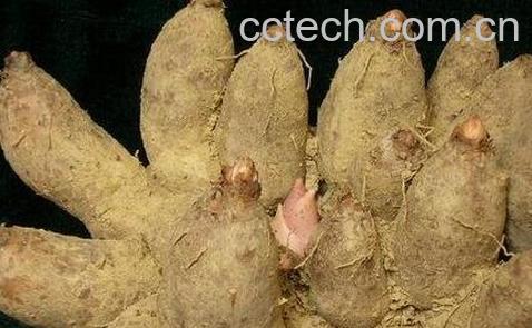 鸡爪芋的药用价值 鸡爪芋的禁忌-0