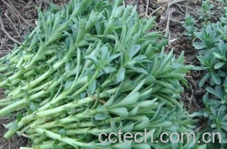 救心菜的功效与作用-1