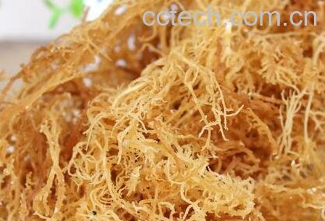 鹿角菜和龙须菜的区别-1