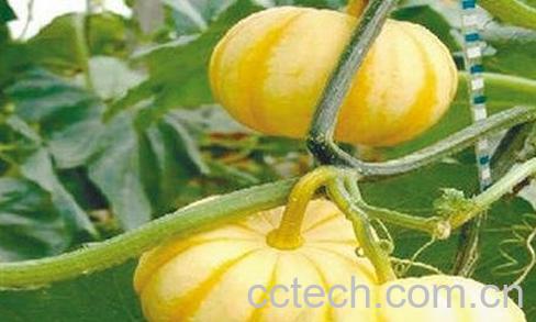 飞碟瓜的常见病虫害有哪些 飞碟瓜的病虫害防治-0