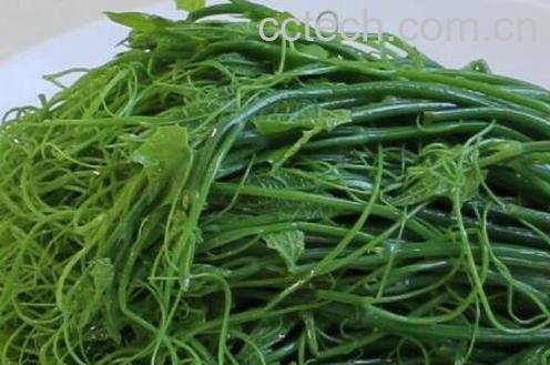 龙须菜的功效与作用-0