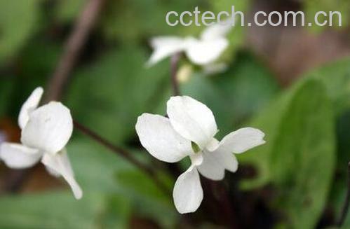 白花堇菜主要营养价值-0