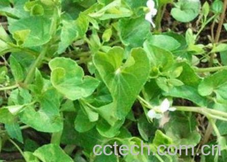 白花堇菜主要营养价值-1