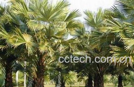 董棕粉的功效与作用-1