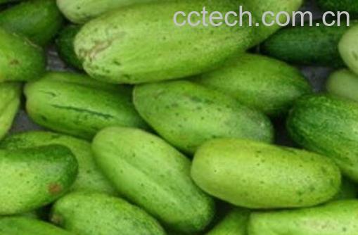 山黄瓜和黄瓜的区别-1